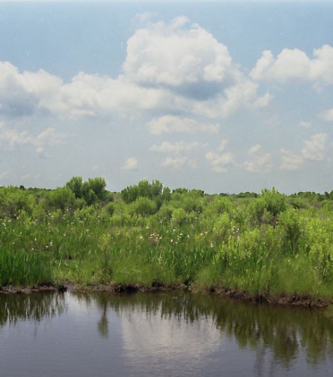 Fresh Marsh along Bayou Carencro, Terrebonne Basin